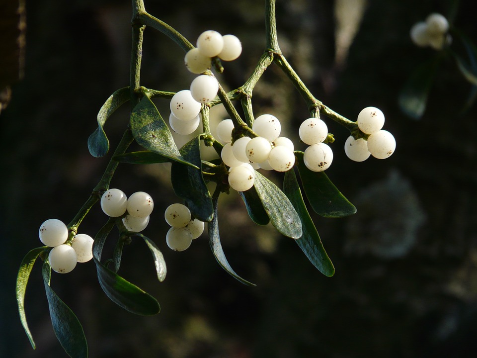 mistletoe-berries-16393_960_720